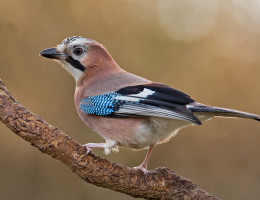Et si vous comptiez les oiseaux de votre jardin ?